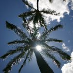 Photo of sun through palm tree