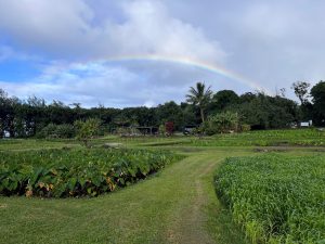 Taro field in front of rainbow