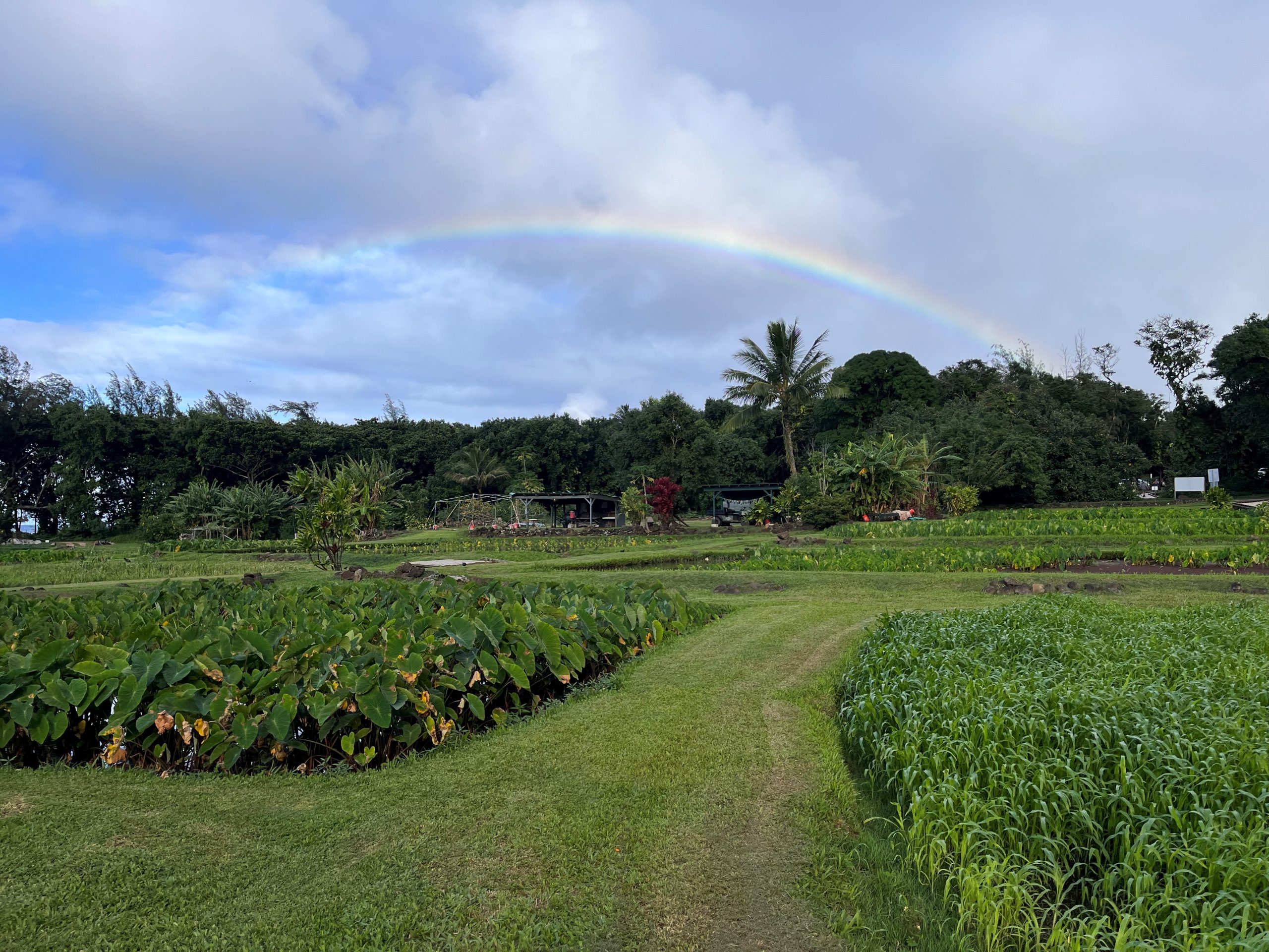 Taro field in front of rainbow