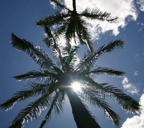 Photo of sun through palm tree